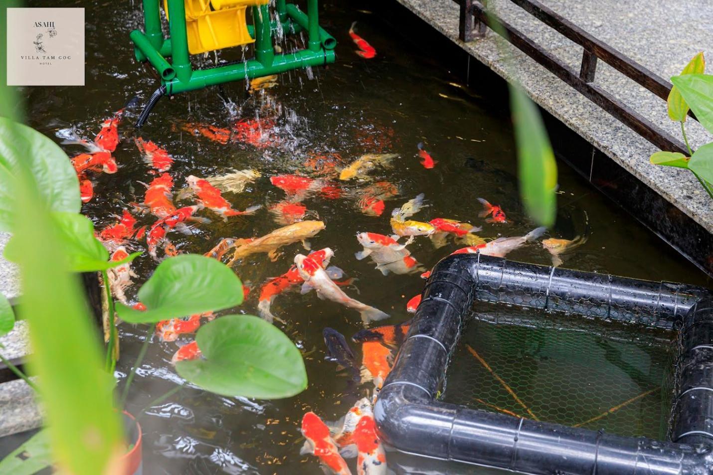 Asahi Villa Tam Coc Ninh Binh Eksteriør billede